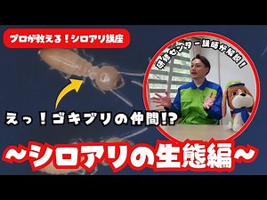 5分でわかる！ プロが教える！シロアリ講座～生態編～