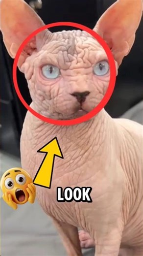 If you ever see these 3 scary cat breeds, run!