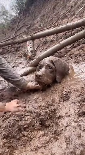 Buried by a Mudslide! 🌋 Dog Fights to Breathe! (Digging Rescue) | PawTime-TV