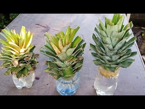 Growing pineapple from its crown