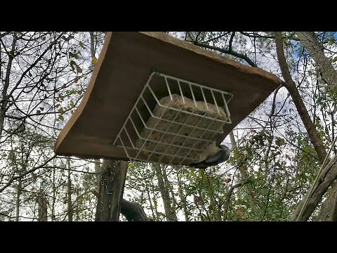 $1 Bird Feeder DIY: Dollar store hack