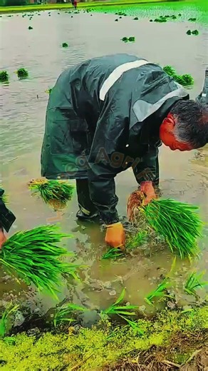 Field Planting and Terrace Cultivation Technique 🌾💧🌱✨