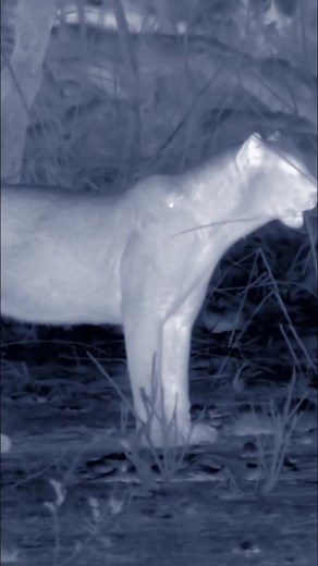 24K views · 315 reactions | Leopard "Chip" Finally Decides to Put Her Hunting Skills to the Test | Part 1  You can check out the full video on Love Nature YouTube! #leopard #chip #hippo #porcupine #wildlife #lovenature | Love Nature | Facebook