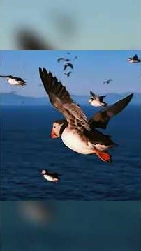 Atlantic Puffin: A Day of Survival Raising a Chick Among Dangerous Cliffs