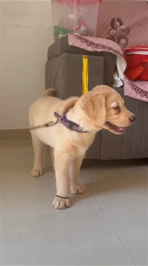 Puppy sound 🐶 Labrador puppy barking Sound 🔊lab puppy funny shorts #shorts #dog #puppy #ytshorts