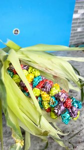 How did I not know this popcorn trick? Here is an easy way to make rainbow popcorn from corn on the cob. A fun trick you can do with the kids. This original video was produced by Life With Alexa, Jellysmack, Network Media and Allie Sparks. | Sam and Allie