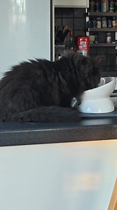 1.2K views · 147 reactions | Dinner time  #catpeople #catographer #HappyCats #CatFriends #CatFamily | Whiskered Angels | Facebook