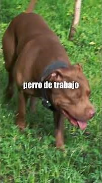 The dark history of the Pitbull 😳🐶 The origin that few know