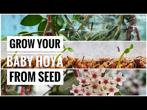 The amazing journey of Hoya flower, seed to plant.