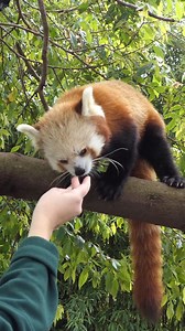 Put your paws in the air for International Red Panda Day! Adelaide Zoo is home to two beautiful Red Pandas - Ravi and Mishry. The pair have been sharing a habitat since breeding season and we have our paws crossed for cubs! In fact, Adelaide Zoo is one of the most successful breeding institutions for Red Pandas, having bred 46 cubs since 1975. Keeper Jemma shares some more insights into this beautiful species and why this year’s Red Panda day is extra special for her. #internationalredpandaday |