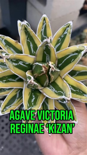 Te presento al Agave Victoria reginae ‘kizan’ ¿ya lo tienes en tu colección? #agave #plants #plantas | Tia Juana's Plants