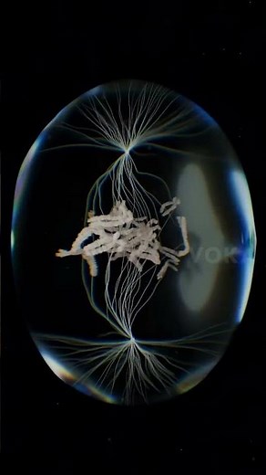 Explication Simple : Le Cycle Cellulaire et la Mitose Étape par Étape (svt) #biologie