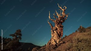 Ancient Bristlecone Pine Forest Tree Sunset Milky Way Starry Night Time Lapse