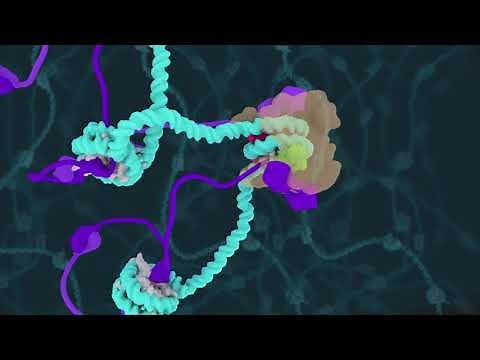 Centromeric Chromatin Transition at Mitotic Onset/ Curr. Biol., July 25, 2019 (Vol. 29, Issue 16)