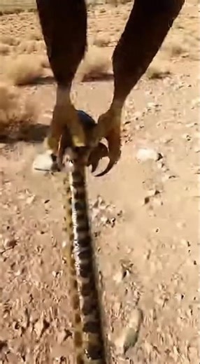 🦅 Eagle POV Hunt | Back-Mounted Flight Carrying a Small Anaconda