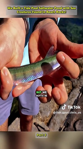 We Built a Tide Pool Saltwater Pond with Sea Creatures Found In Beach Rocks! Part 3 #thefishguys #fish #fishtank #Vlog