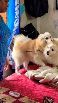 Chicken WAR at Home?! 🐔🔥 Kuttus’ Prank Goes WRONG! #viralplzz #funny #petshub #comedy #love #viral