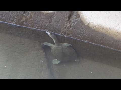 2025年に観察した15匹目の野生のスッポン --- The 15th wild soft-shelled turtle observed in 2025
