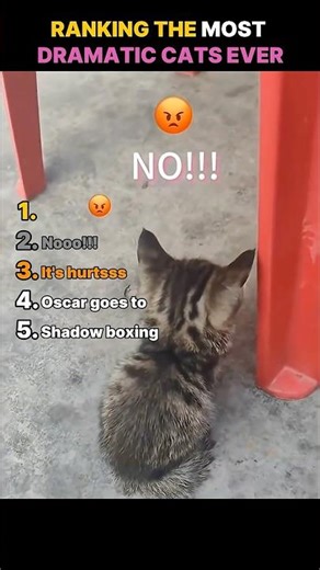 Ranking The Most Dramatic Cats Ever