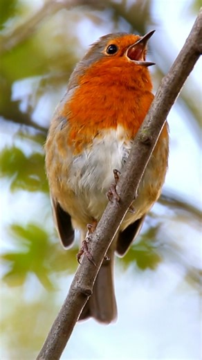 74K views · 7.6K reactions | How much do you love the sound of a Robin?  #birdwatching #birds #robin #nature #birdsong | Birdfact | Facebook