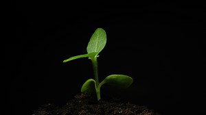 Download Growing plant rising from soil time lapse 4k footage. for free