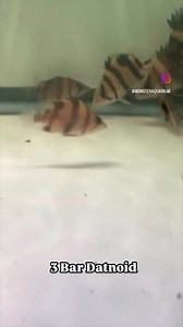 The 3 bar datnoid, also known as the Indonesian tiger datnoid, is a striking predatory fish prized for its bold vertical stripes and powerful presence in freshwater aquariums. Known for its intelligence and territorial nature, it thrives in a spacious tank with strong filtration and a meaty diet. Its vibrant yellow-gold body with three distinct black bars makes it a showpiece for any serious aquarist. While hardy, it can be shy at first and may take time to adjust before showing its full colors 