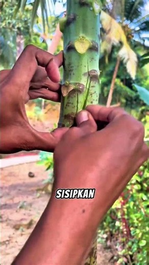 Turns out papaya trees can be grafted! #graftingtechnique #gardeningtips #gardening #papayagrafti...