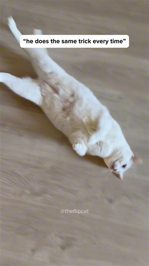 It never gets old #meme #funnycat