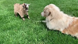 Can’t we all just goat along | Best of Aussies Doing Things