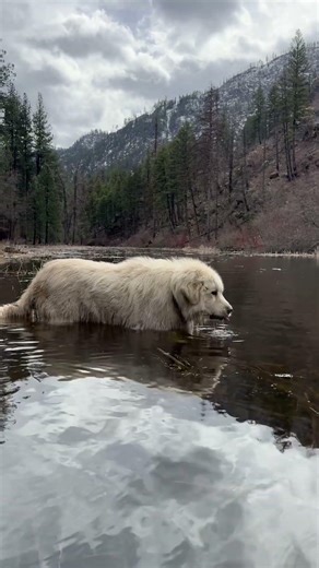 Great Pyrenees taking in the Beauty of NW Montana #greatpyrenees #livestockguardiandog #doglife