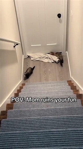 The second day that we had Boulder, he destroyed the carpet at the bottom of the basement #ferret