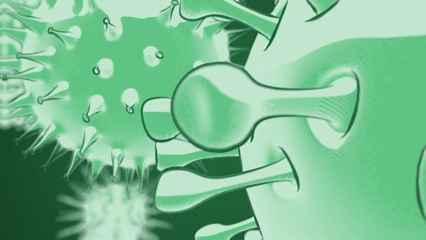 Bird flu (ZZ/VOICELESS VERSION)