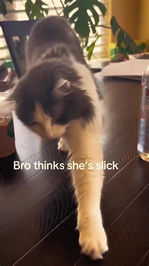 #catsoftiktok #cat #catlover #fyp