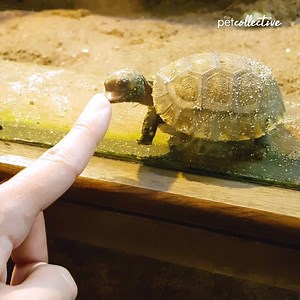 386K views · 3.1K reactions | Caption this baby turtle moment.... | Try Not to Laugh | Facebook