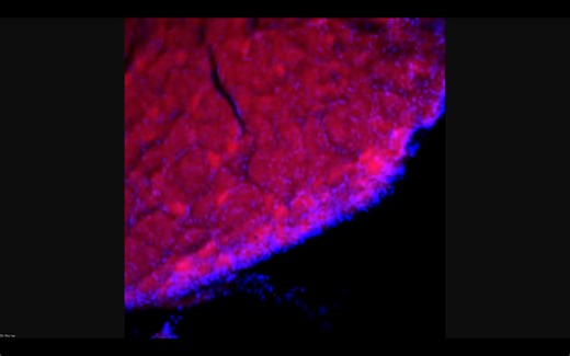 Intensive Class - Cell organization (15-Dec)
