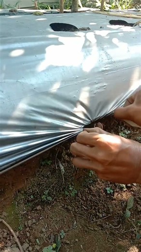 How I install plastic mulch #education #garden #mulch