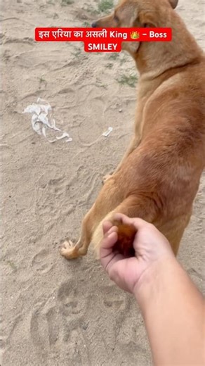 King SMILEY 👑 Sleeps Anywhere, Fears No One #shorts #ytshorts #dog #reels #cutepet #animalscasa