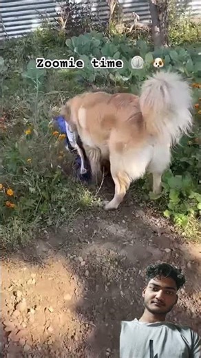 28 Day Teddy’s zoomie time in the garden is a whirlwind of joy and energy! 🐾💨