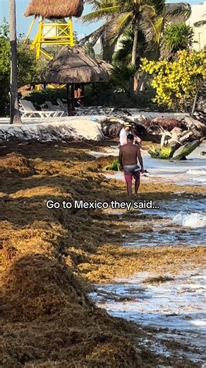 Understanding Sargassum Seaweed's Impact on Mexico