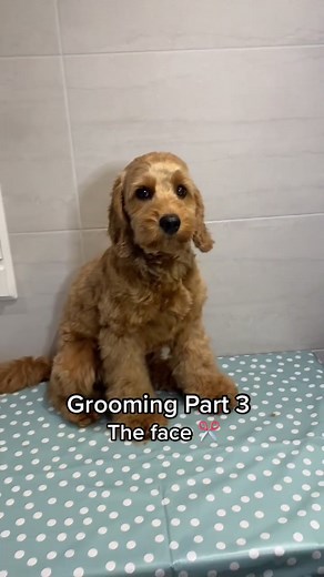 How to get the «puppy look» ✂️🥺🐾 #cockapoo #grooming