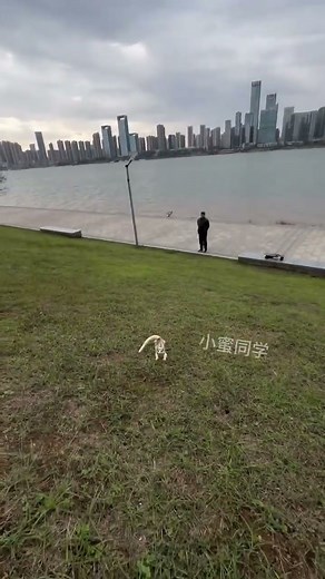 Pilot mistakes: beginner plan for cute pets