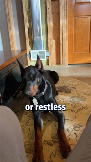 Effective Strategies to Alleviate Doberman Separation Anxiety