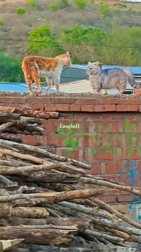 Most Intense Cat Fight Compilation Ever! 😼🔥#shorts #funny #fighting #catbattle