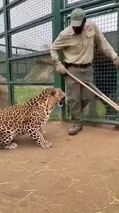 Silverback Gorilla Saves the Zoo Keeper | Common Sense On Mars