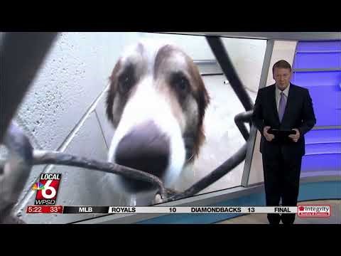 Forever Home Friday: meet Jethro!