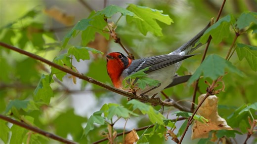 Why warblers face an increasingly treacherous spring migration