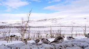 6.9K views · 227 reactions | Snow buntings arrive to Finnmark on their way to Svalbard. What is the true sign of spring for you? Taken by Randulf Valle Naturformidling // www.randulfvalle.no | Visit Northern Norway | Facebook