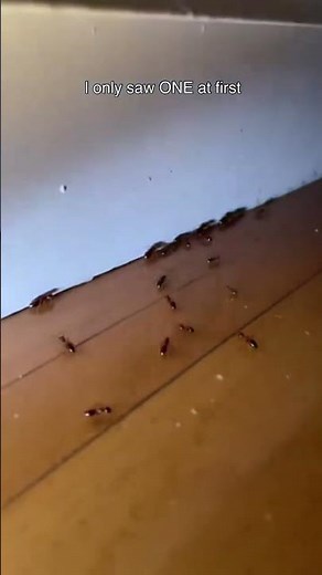 Marichal Pest Control – If You See Roaches Like This… It’s Already Bad