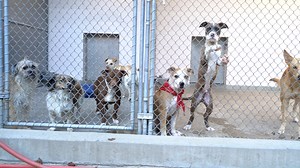 19K views · 400 reactions | Our shelter is so incredibly full - Free adoptions to get all of these wonderful animals into homes for the holidays! Fees will be waived now through Christmas to save lives and bring happiness to families like only an animal can. Tell the world and let's make miracles happen! | Front Street Animal Shelter - City of Sacramento | Facebook