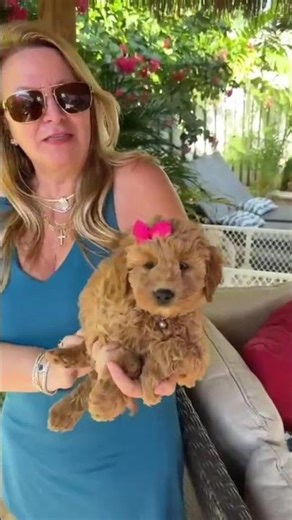 Trixie - f1b mini golden doodle